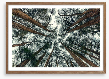 Cedar sky