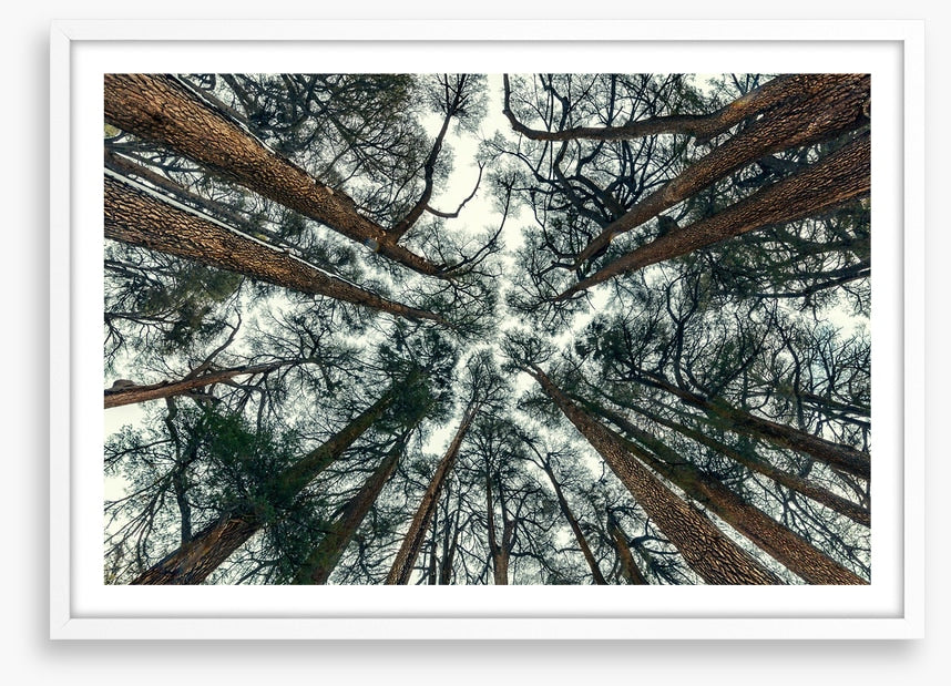 Cedar sky