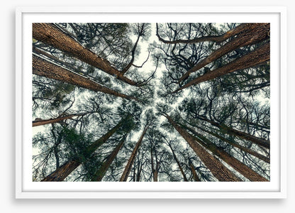 Cedar sky