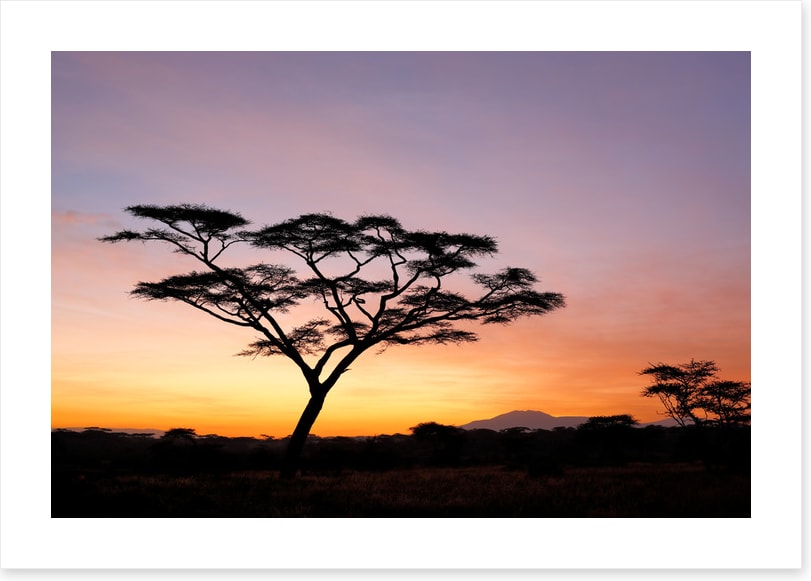 Beyond the acacia