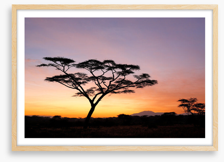 Beyond the acacia