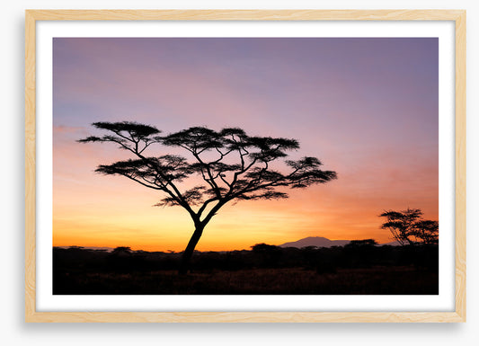 Beyond the acacia