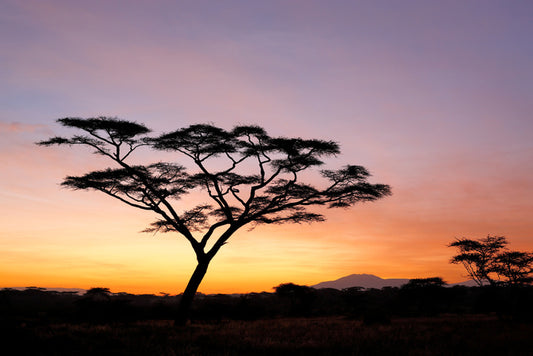 Beyond the acacia