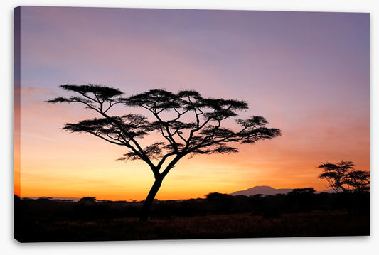 Beyond the acacia