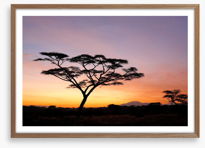 Beyond the acacia