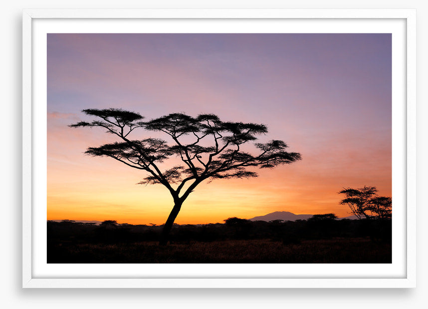 Beyond the acacia