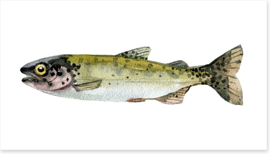 Old trout