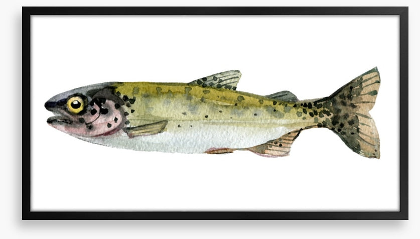 Old trout