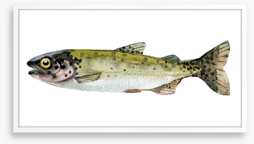 Old trout