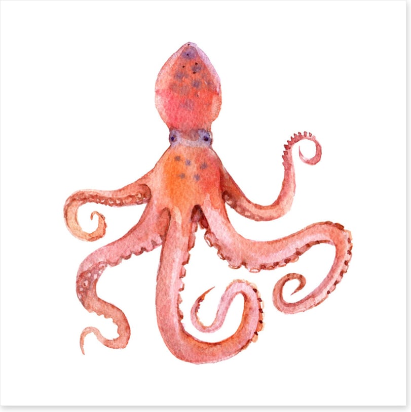 Calamari coming