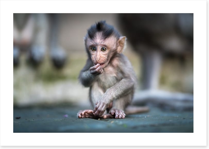 Mammals