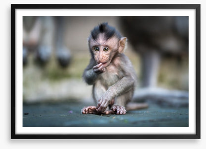 Mammals