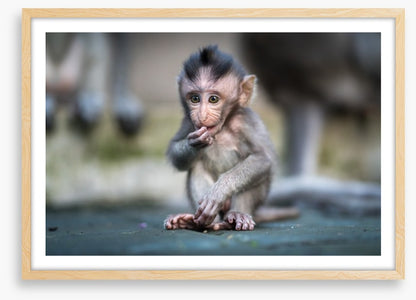 Mammals