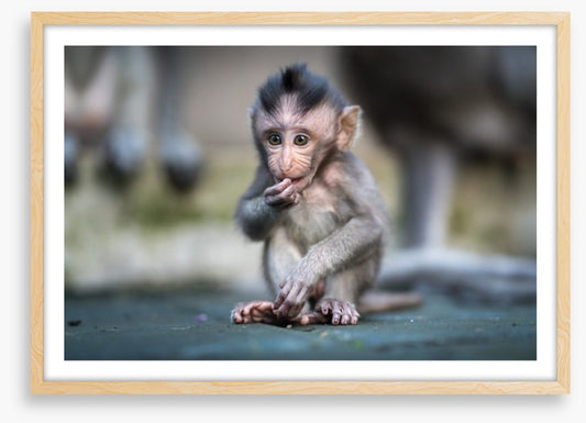 Mammals