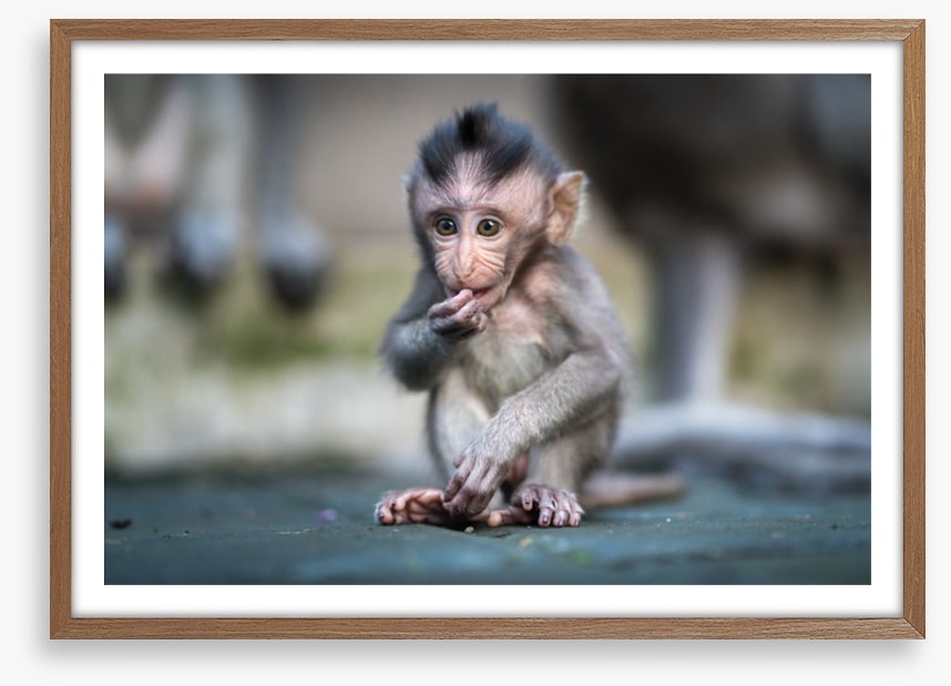 Mammals