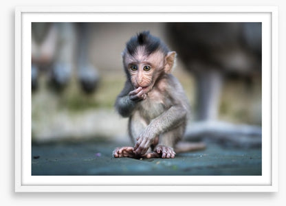 Mammals