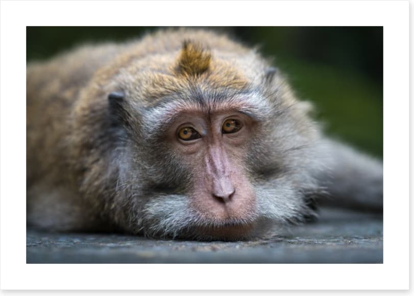 Mammals