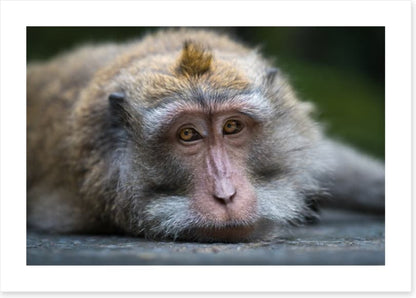Mammals