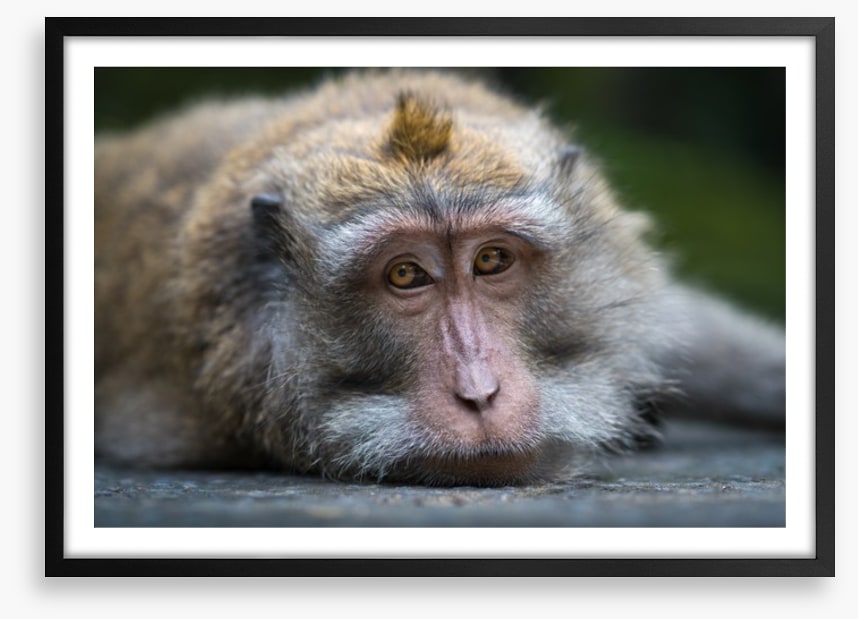 Mammals