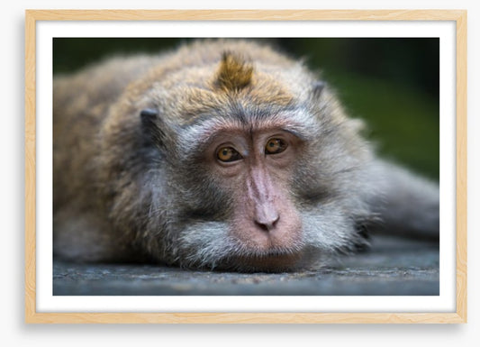 Mammals