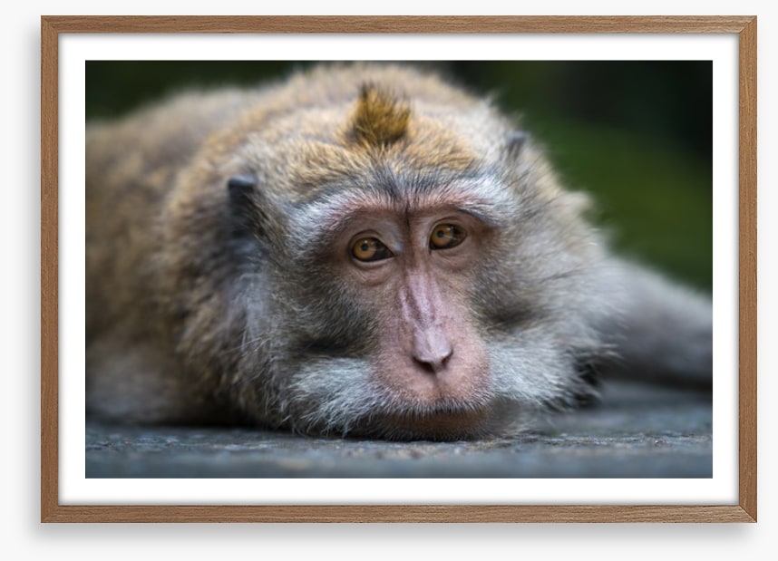 Mammals