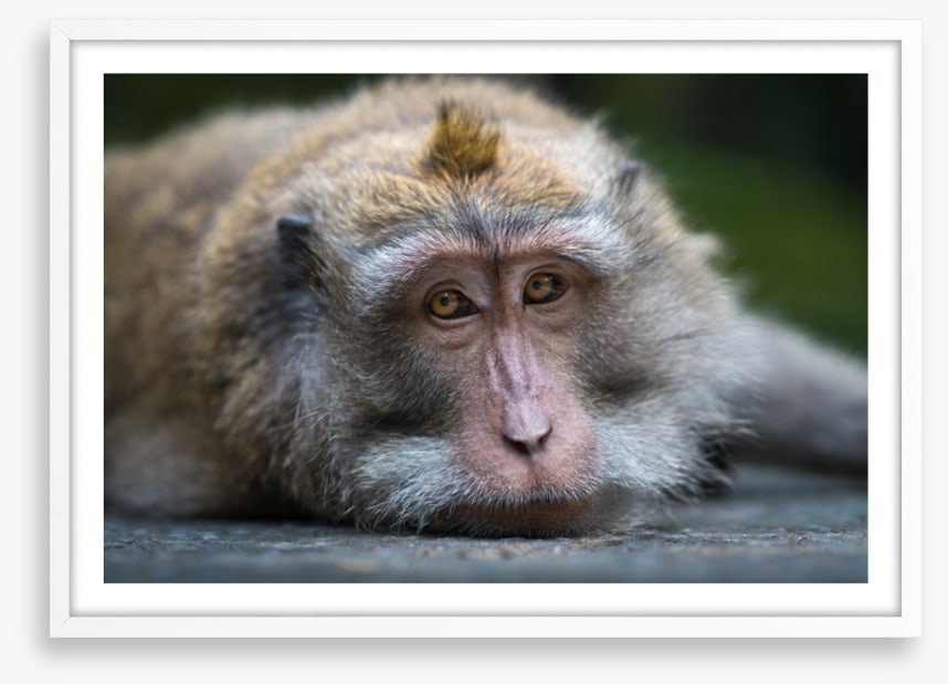 Mammals