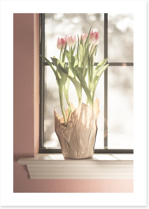 Translucent tulips