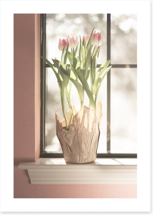 Translucent tulips
