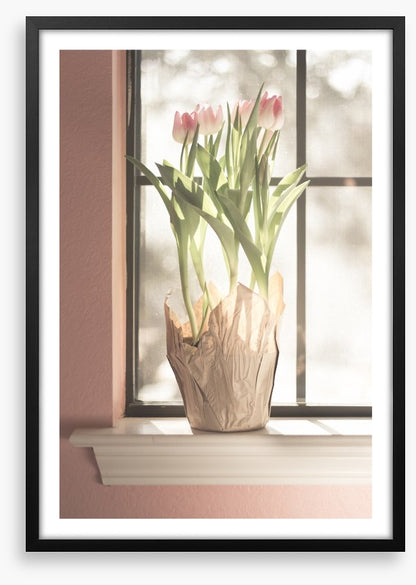 Translucent tulips
