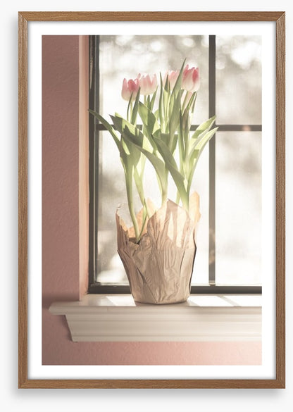 Translucent tulips