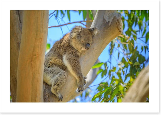 Time for a nap