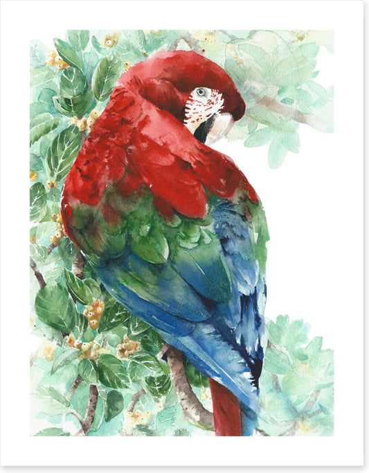 Tropical macaw