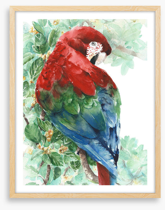 Tropical macaw