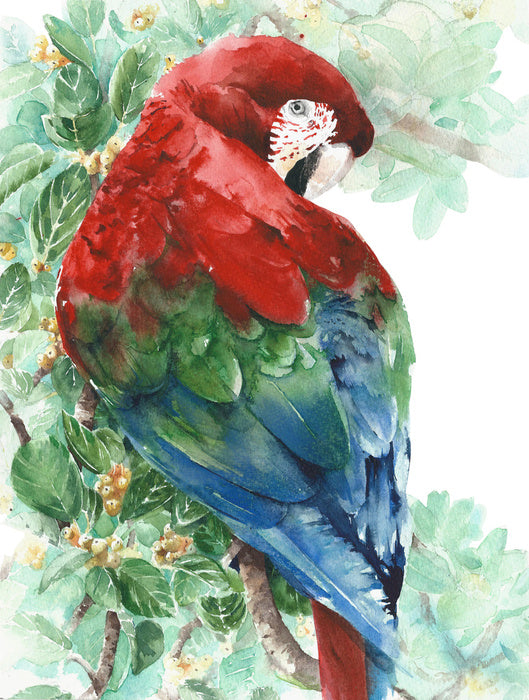 Tropical macaw