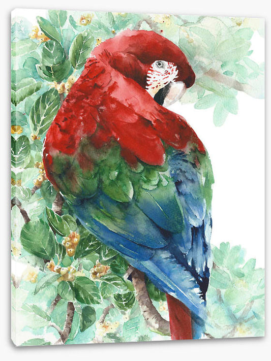 Tropical macaw