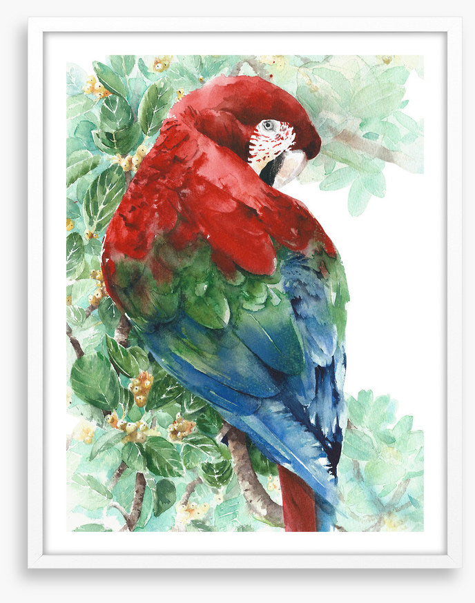 Tropical macaw