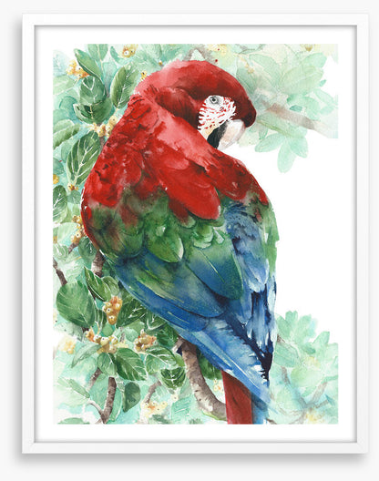 Tropical macaw