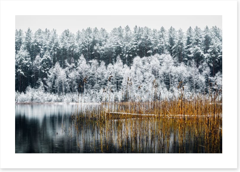 Frosty forest lake