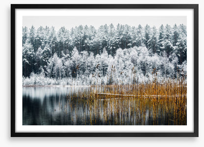 Frosty forest lake