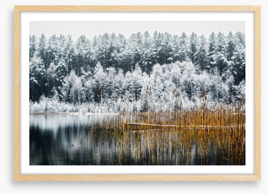 Frosty forest lake
