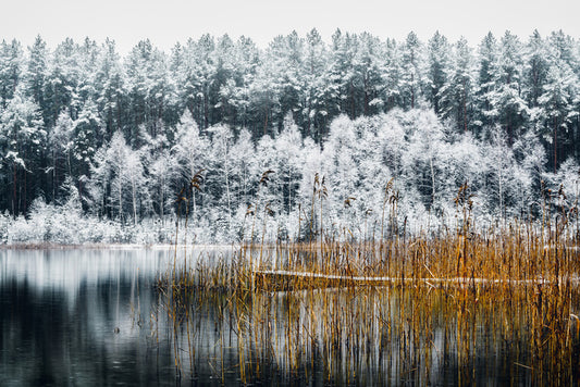 Frosty forest lake