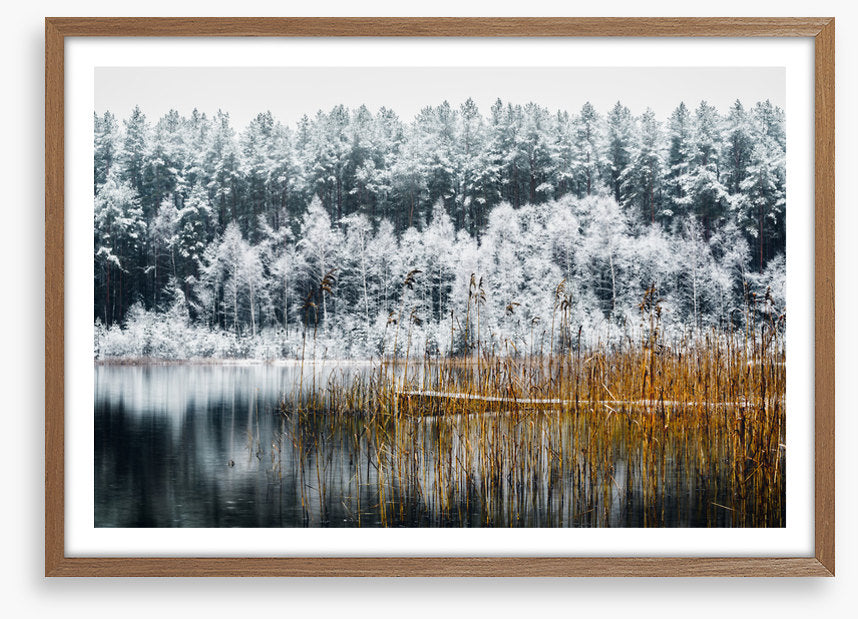 Frosty forest lake