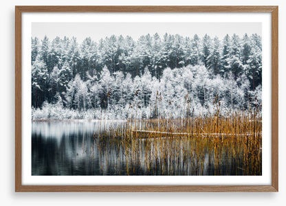Frosty forest lake