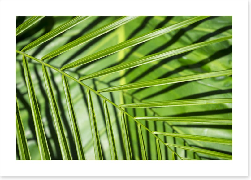 Leaves