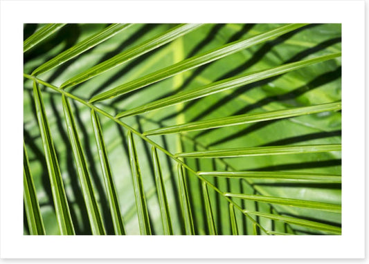 Leaves