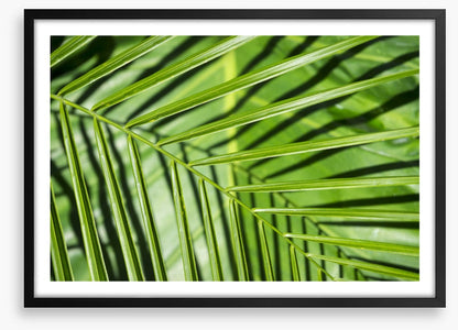 Leaves