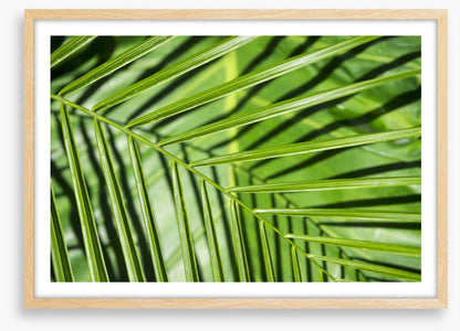 Leaves