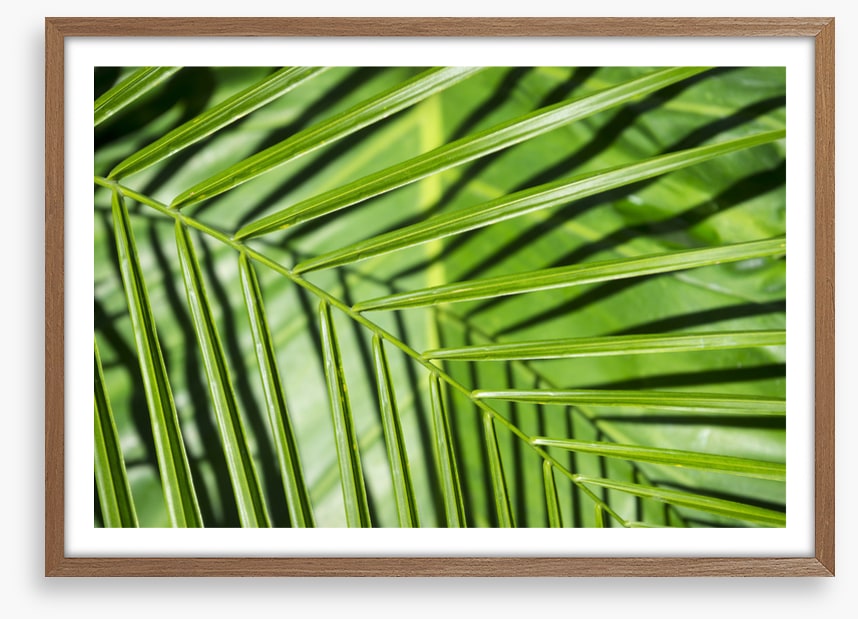 Leaves
