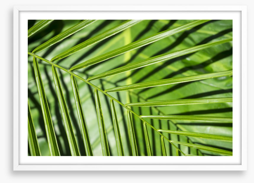 Leaves