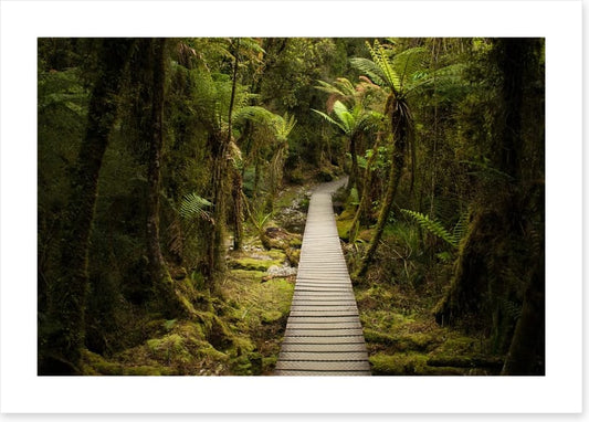 Follow me forest